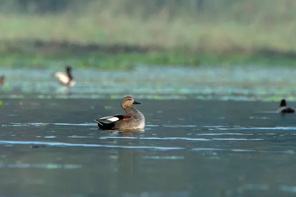 Gadwall ya da Mareca strepera, Hindistan 'ın Batı Bengal kentindeki Gajoldaba' da gözlemlenen yaygın ve yaygın bir amatör ördek.