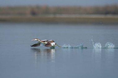 Batı Bengal, Hindistan 'daki Gajoldaba' da büyük ibikli Podiceps kriterleri gözlemlendi