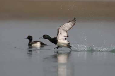 Daha büyük bir scaup (Aythya marila), Avrupa 'da sadece scaup ya da, konuşma dilinde, Kuzey Amerika' da orta büyüklükte bir mavi gagalı ördek, Batı Bengal, Hindistan 'da Gajoldaba' da gözlemlenmiştir.