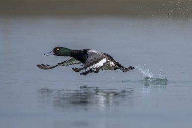 Daha büyük bir scaup (Aythya marila), Avrupa 'da sadece scaup ya da, konuşma dilinde, Kuzey Amerika' da orta büyüklükte bir mavi gagalı ördek, Batı Bengal, Hindistan 'da Gajoldaba' da gözlemlenmiştir.