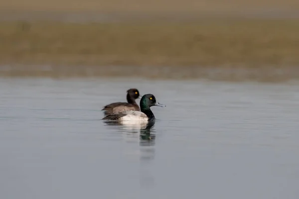 Daha büyük bir scaup (Aythya marila), Avrupa 'da sadece scaup ya da, konuşma dilinde, Kuzey Amerika' da orta büyüklükte bir mavi gagalı ördek, Batı Bengal, Hindistan 'da Gajoldaba' da gözlemlenmiştir.
