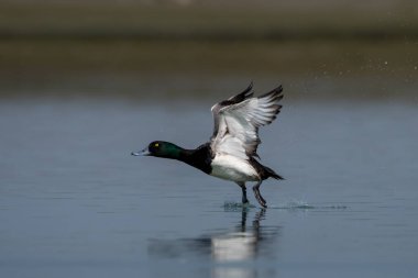 Daha büyük bir scaup (Aythya marila), Avrupa 'da sadece scaup ya da, konuşma dilinde, Kuzey Amerika' da orta büyüklükte bir mavi gagalı ördek, Batı Bengal, Hindistan 'da Gajoldaba' da gözlemlenmiştir.
