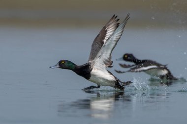 Daha büyük bir scaup (Aythya marila), Avrupa 'da sadece scaup ya da, konuşma dilinde, Kuzey Amerika' da orta büyüklükte bir mavi gagalı ördek, Batı Bengal, Hindistan 'da Gajoldaba' da gözlemlenmiştir.