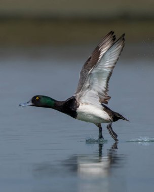 Daha büyük bir scaup (Aythya marila), Avrupa 'da sadece scaup ya da, konuşma dilinde, Kuzey Amerika' da orta büyüklükte bir mavi gagalı ördek, Batı Bengal, Hindistan 'da Gajoldaba' da gözlemlenmiştir.