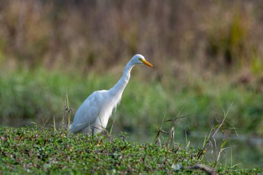 Batı Bengal, Hindistan 'da Gajoldaba' da orta balıkçıl, daha küçük balıkçıl veya sarı gagalı balıkçıl (Ardea intermedia) gözlemlenmiştir.