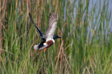Kuzey kürekçisi (Spatula clypeata) Batı Bengal, Hindistan 'da Gajoldaba' da gözlemlendi.