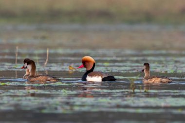 Hindistan 'ın Batı Bengal kentinde Gajoldaba' da büyük bir dalış ördeği olan kırmızı ibikli pochard (Netta rufina)