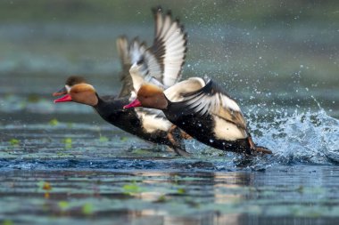 Hindistan 'ın Batı Bengal kentinde Gajoldaba' da büyük bir dalış ördeği olan kırmızı ibikli pochard (Netta rufina)