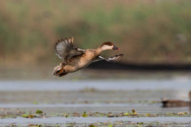 Hindistan 'ın Batı Bengal kentinde Gajoldaba' da büyük bir dalış ördeği olan kırmızı ibikli pochard (Netta rufina)