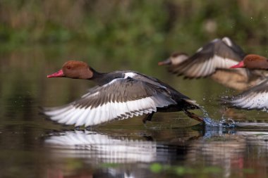 Hindistan 'ın Batı Bengal kentinde Gajoldaba' da büyük bir dalış ördeği olan kırmızı ibikli pochard (Netta rufina)