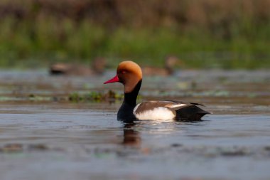 Hindistan 'ın Batı Bengal kentinde Gajoldaba' da büyük bir dalış ördeği olan kırmızı ibikli pochard (Netta rufina)