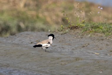 Batı Bengal, Hindistan 'da Gajoldaba' da nehir kanadı (Vanellus Duvaucelii) gözlemlendi.