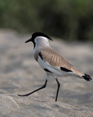 River lapwing (Vanellus duvaucelii) observed in Gajoldaba in West Bengal, India clipart