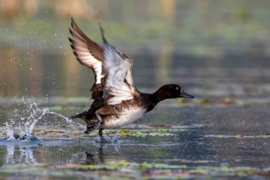 Hindistan 'ın Batı Bengal kentinde Gajoldaba' da gözlemlenen küçük bir ördek (Aythya fuligula).