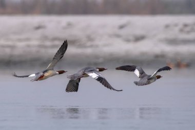 Hindistan 'ın Batı Bengal kentindeki Gajoldaba' da yaygın bir merganser (Mergus merganser), büyük bir deniz ürünü.