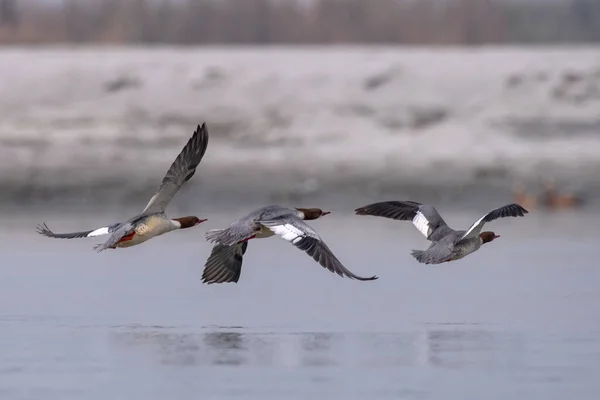 Hindistan 'ın Batı Bengal kentindeki Gajoldaba' da yaygın bir merganser (Mergus merganser), büyük bir deniz ürünü.