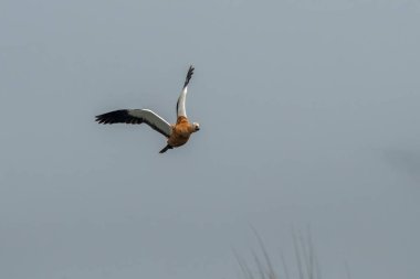 Hindistan 'da Brahminy ördeği olarak bilinen Ruddy shelduck (Tadorna ferruginea), Weset Bengal, Hindistan' da Gajoldaba 'da gözlemlenmiştir.