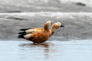 Hindistan 'da Brahminy ördeği olarak bilinen Ruddy shelduck (Tadorna ferruginea), Weset Bengal, Hindistan' da Gajoldaba 'da gözlemlenmiştir.