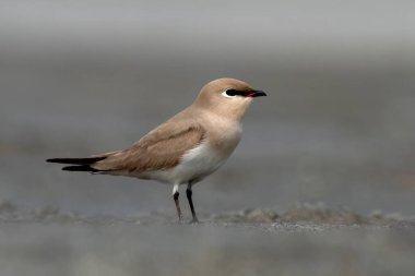 Küçük pratincole, küçük pratincole, veya küçük Hint pratincole (Glareola lactea), pratincole familyasından küçük bir balıkçı teknesi, Glareolidae, Batı Bengal, Hindistan 'da Gajoldaba' da gözlemlenmiştir.