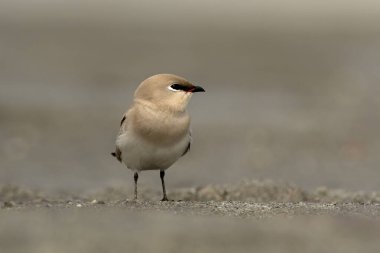 Küçük pratincole, küçük pratincole, veya küçük Hint pratincole (Glareola lactea), pratincole familyasından küçük bir balıkçı teknesi, Glareolidae, Batı Bengal, Hindistan 'da Gajoldaba' da gözlemlenmiştir.