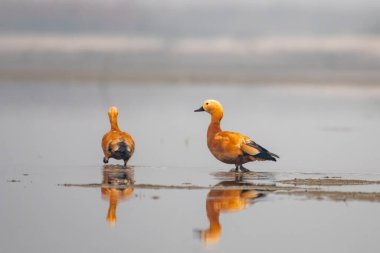 Hindistan 'da Brahminy ördeği olarak bilinen Ruddy shelduck (Tadorna ferruginea), Weset Bengal, Hindistan' da Gajoldaba 'da gözlemlenmiştir.