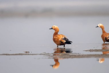 Hindistan 'da Brahminy ördeği olarak bilinen Ruddy shelduck (Tadorna ferruginea), Weset Bengal, Hindistan' da Gajoldaba 'da gözlemlenmiştir.