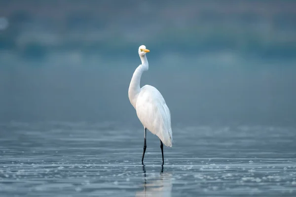 The great egret (Ardea alba), also known as the common egret, large egret, or (in the Old World) great white egret or great white heron, observed in Gajoldaba in West Bengal, India
