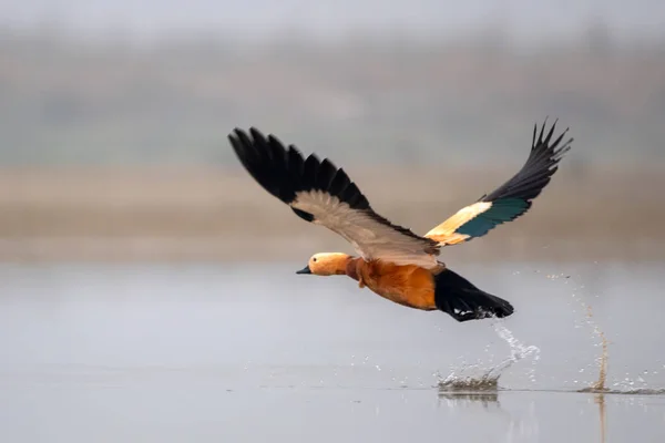 stock image Ruddy shelduck (Tadorna ferruginea), known in India as the Brahminy duck, observed in Gajoldaba in Weset Bengal, India