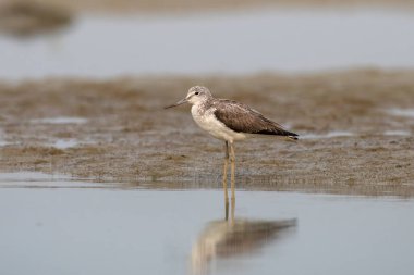 Batı Bengal, Hindistan 'da Gajoldaba' da gözlemlenen geniş bir Scolopacidae familyasından bir balıkçı teknesi (Tringa nebularia).