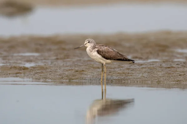 stock image Common greenshank (Tringa nebularia), a wader in the large family Scolopacidae, observed in Gajoldaba in West Bengal, India