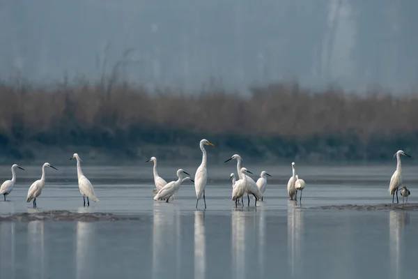Küçük balıkçıl (Egretta garzetta) ve Büyük Egret (Ardea alba) Batı Bengal, Hindistan 'da Gajoldabal' da gözlemlenmiştir.