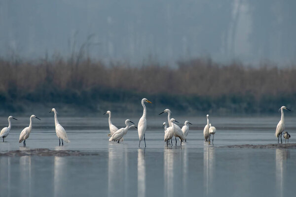 Little egret (Egretta garzetta) and Great Egret (Ardea alba) observed in Gajoldabal in West Bengal, India
