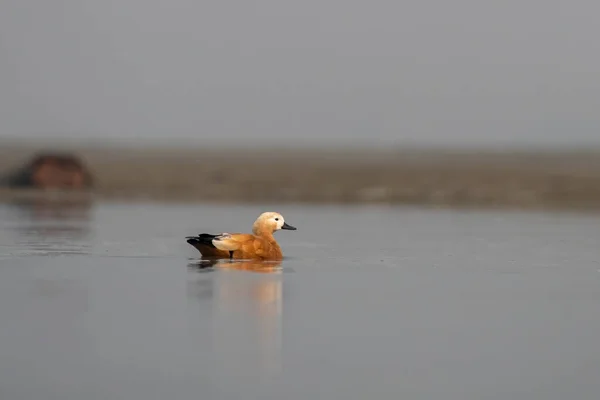 stock image Ruddy shelduck (Tadorna ferruginea), known in India as the Brahminy duck, observed in Gajoldaba in Weset Bengal, India