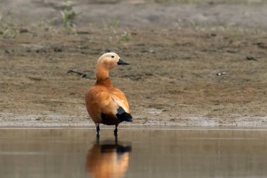 Hindistan 'da Brahminy ördeği olarak bilinen Ruddy shelduck (Tadorna ferruginea), Weset Bengal, Hindistan' da Gajoldaba 'da gözlemlenmiştir.