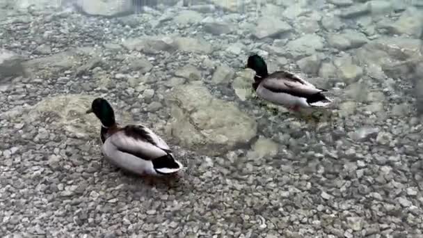 Almanya Daki Güzel Eibsee Gölünün Berrak Sularında Yüzen Bir Çift — Stok video