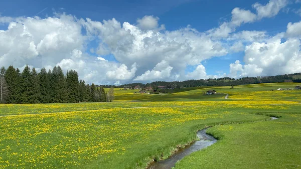 黄色い花で覆われた緑の牧草地の美しい風景 パインツリーとストリームと青空 ドイツでクズスポッツに行く途中 — ストック写真