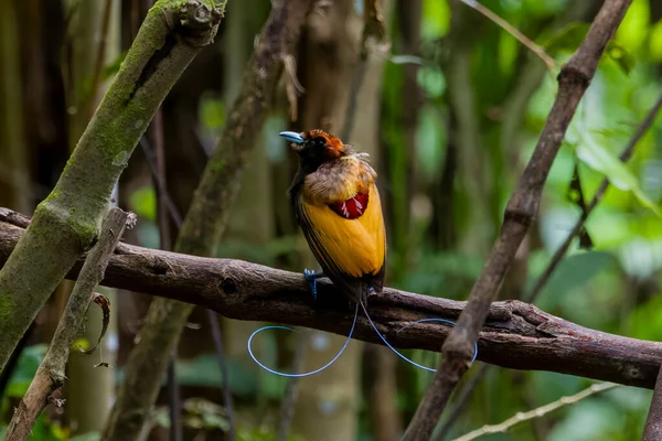 Magnificent bird-of-paradise in Arfak mountains in West Papua, Indonesia