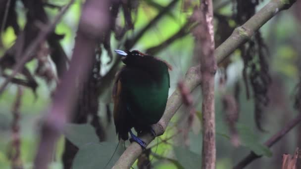 Wspaniały Rajski Ptak Górach Arfak Papui Zachodniej Indonezja — Wideo stockowe