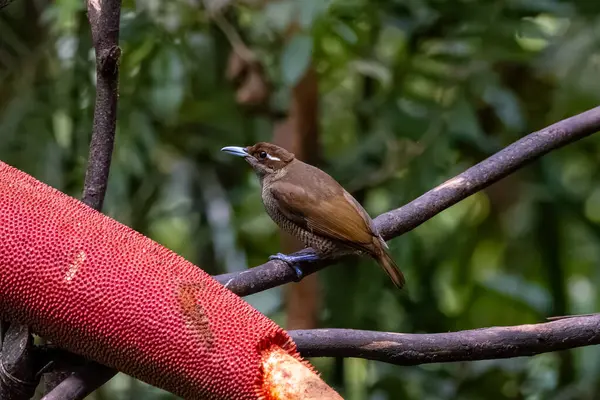 Female Magnificent bird-of-paradise in Arfak mountains in West Papua, Indonesia