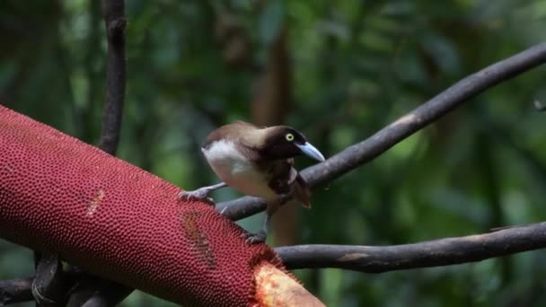 Kleine Paradijsvogel Paradisaea Kleine Vrouwtjes Voeden Zich Bij Een Vogelhuisje — Stockvideo