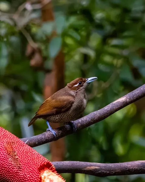 Female Magnificent bird-of-paradise in Arfak mountains in West Papua, Indonesia