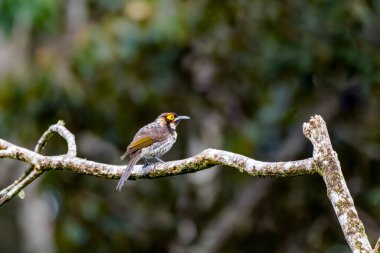 Süslü melidectes (Melidectes torquatus), Meliphagidae familyasından bir kuş türü. Yeni Gine Dağları 'nda bulunur..