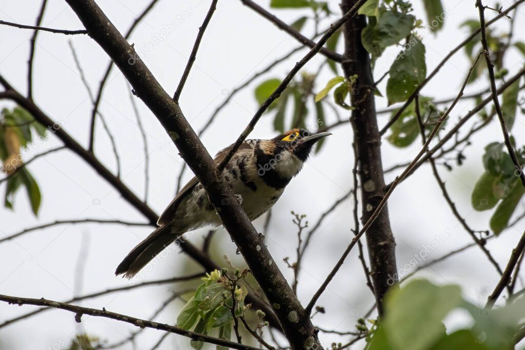 Melidectes torquatus (Melidectes torquatus) es una especie de ave