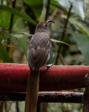 Siyah orak gagalı Epimachus fastosus, cennet kuşları familyasının büyük bir üyesidir. Orta Yeni Gine ve Vogelkop bölgelerinin çoğunda bulunur.