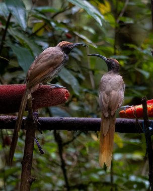 Siyah orak gagalı Epimachus fastosus, cennet kuşları familyasının büyük bir üyesidir. Orta Yeni Gine ve Vogelkop bölgelerinin çoğunda bulunur.