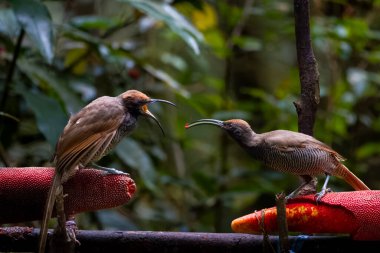 Siyah orak gagalı Epimachus fastosus, cennet kuşları familyasının büyük bir üyesidir. Orta Yeni Gine ve Vogelkop bölgelerinin çoğunda bulunur.