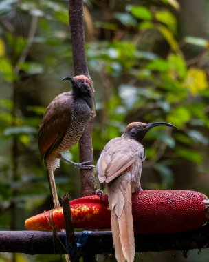 Siyah orak gagalı Epimachus fastosus, cennet kuşları familyasının büyük bir üyesidir. Orta Yeni Gine ve Vogelkop bölgelerinin çoğunda bulunur.