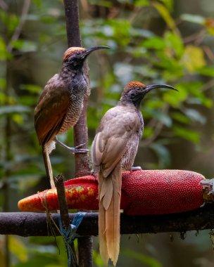 Siyah orak gagalı Epimachus fastosus, cennet kuşları familyasının büyük bir üyesidir. Orta Yeni Gine ve Vogelkop bölgelerinin çoğunda bulunur.