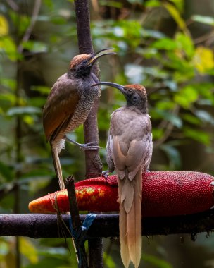 Siyah orak gagalı Epimachus fastosus, cennet kuşları familyasının büyük bir üyesidir. Orta Yeni Gine ve Vogelkop bölgelerinin çoğunda bulunur.