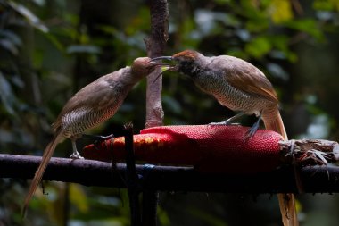 Siyah orak gagalı Epimachus fastosus, cennet kuşları familyasının büyük bir üyesidir. Orta Yeni Gine ve Vogelkop bölgelerinin çoğunda bulunur.